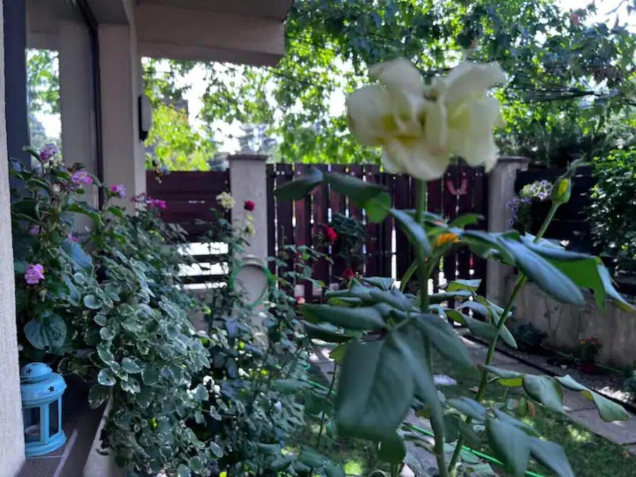 Vila Luminoasa Cu Curte Privata Bucureşti Exterior foto